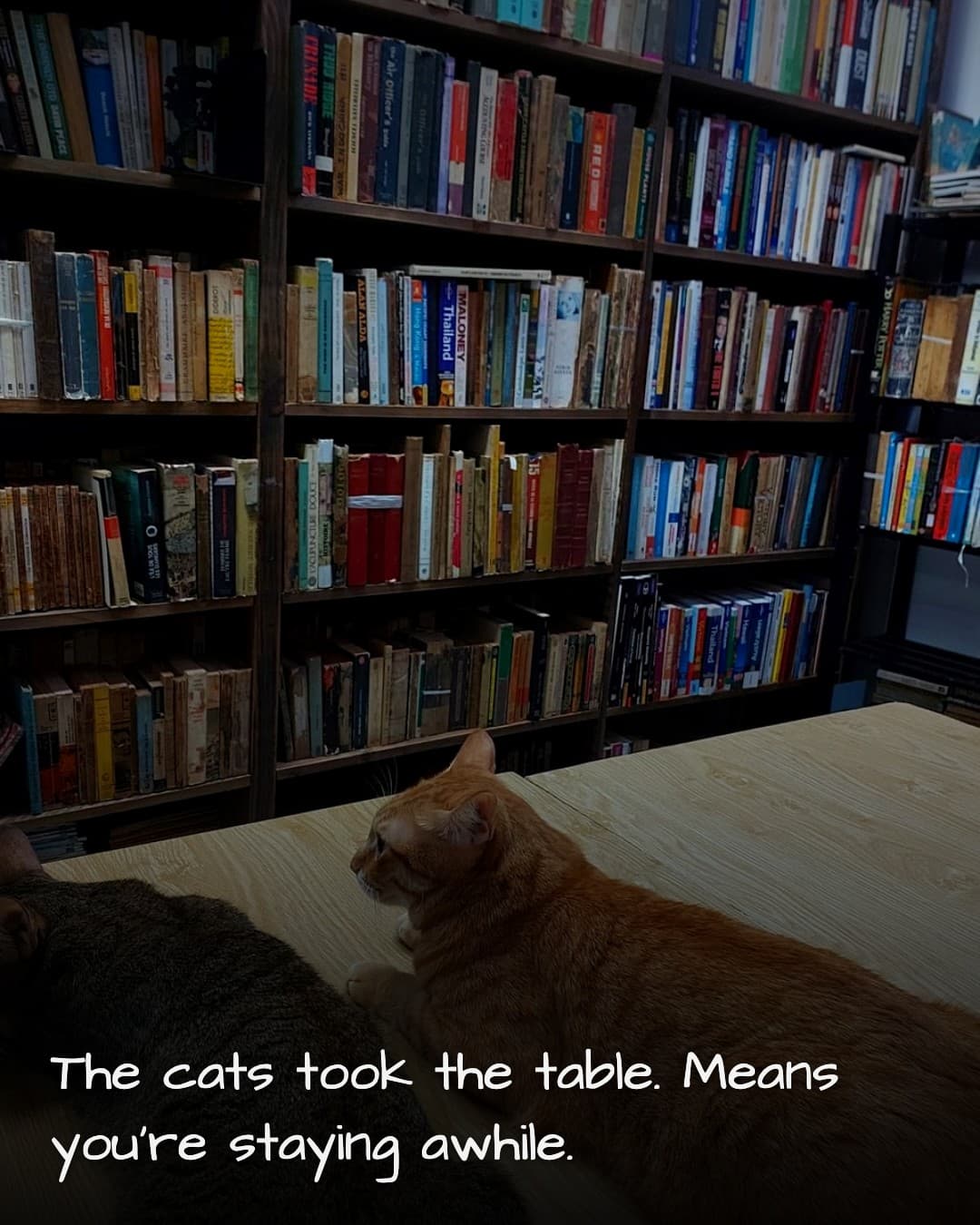 Hao Nhien Books reading corner with cats