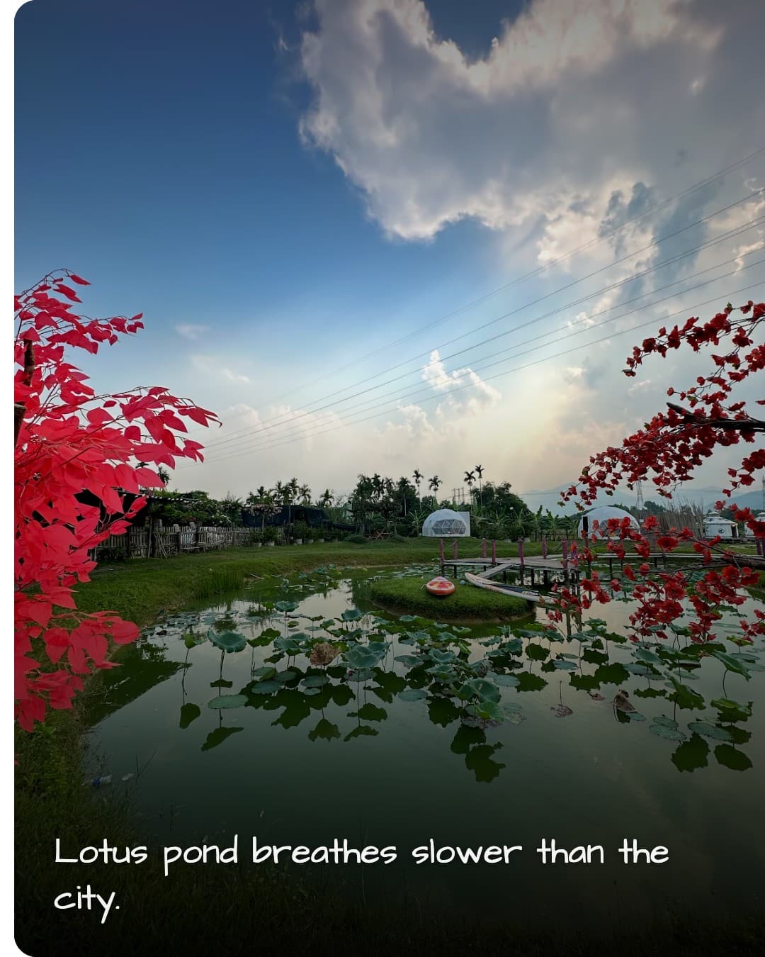 Hani Glamping Da Nang lotus pond