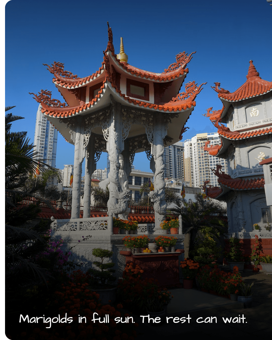 Thien Tinh Pagoda marigolds
